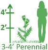 3-4'H Perennials