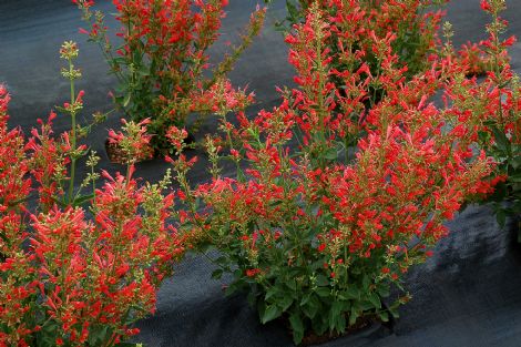 Kudos™ Red Dwarf Hummingbird Mint, Agastache, Mexican Hyssop