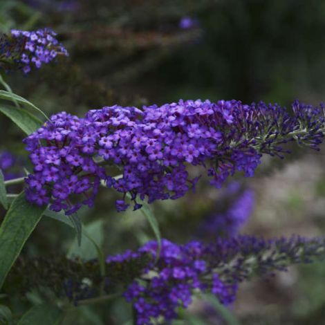 MONARCH® Blue Knight Butterfly Bush, Buddleia