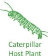 Butterfly Caterpillar Host Plants