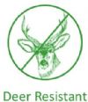 Deer Resistant Plants