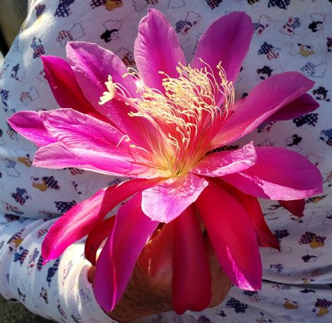 Pink Orchid Cactus, Epiphyllum 'Pink'