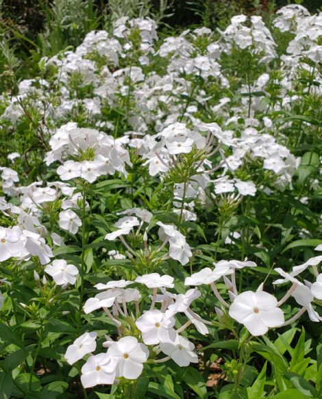 Fashionably Early Crystal Phlox