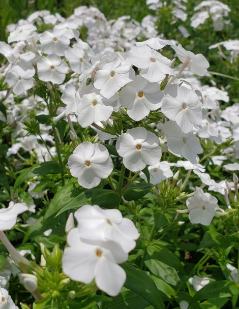 Fashionably Early Crystal Phlox