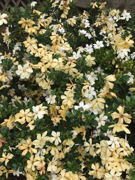 Daisy Gardenia, Cape Jessamine, Cape Jasmine, pinwheel gardenia