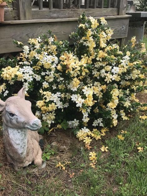 Daisy Gardenia, Cape Jessamine, Cape Jasmine, pinwheel gardenia