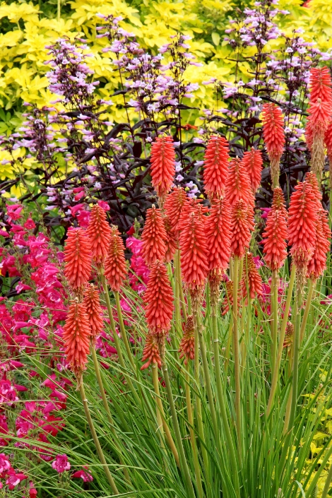 Rhs red hot poker plant