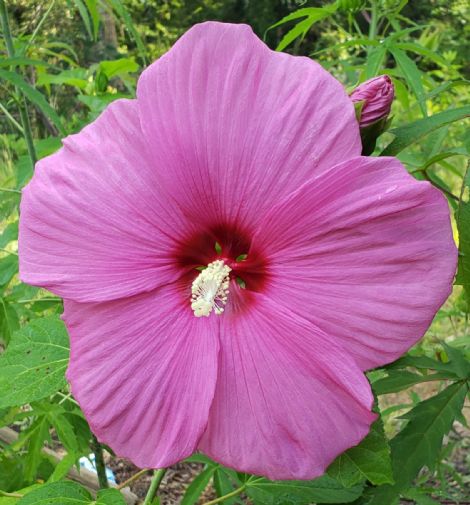 Pink Flare Perennial Hibiscus, Hardy Hibiscus - Perennials - All - Almost  Eden