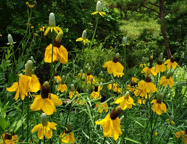 Yellow Boy Mexican Hat, Grey Headed Coneflower, Upright Prairie Coneflower, Red Hats 