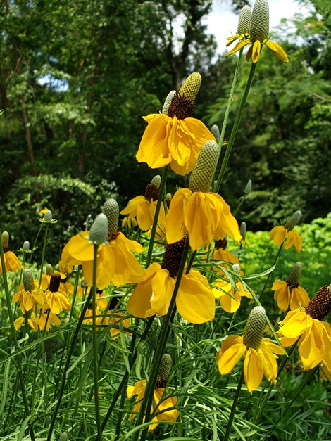 Yellow Boy Mexican Hat, Grey Headed Coneflower, Upright Prairie Coneflower, Red Hats 