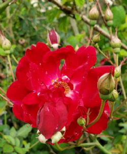 White Pearl In Red Dragon's Mouth China Rose, Chi Long Han Zhu China Rose