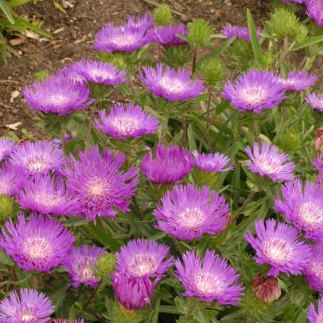 Honeysong Purple Stokesia Daisy, Stoke's Aster