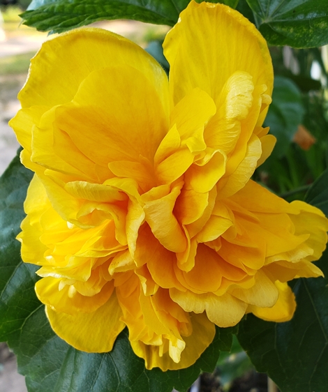 Butterball Triple Yellow Tropical Hibiscus