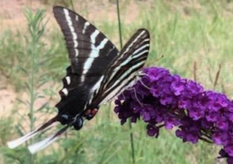 Black Knight Butterfly Bush, Buddleja