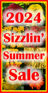 2024 Sizzlin' Summer Sale