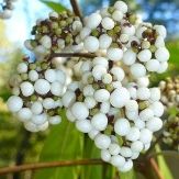 White Fruit