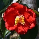 Camellias - Late Season Flowering Japonicas