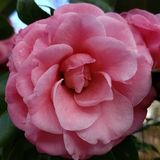 Camellias - Pink Flowered Japonicas