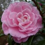 Camellias - Early Season Flowering Japonicas