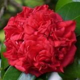 Camellias - Red Flowered Japonicas