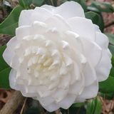 Camellias - White Flowered Japonicas