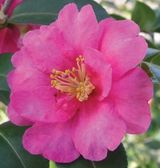 Sasanqua Camellias - By Flower Color