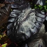 Black Foliage/Stems or Marked with Black