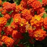 Orange Flowers or Flower Parts