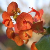 Plants for Fall Color