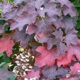 Plants for Fall Color