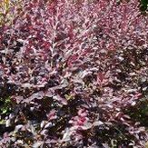 Maroon, Burgundy, or Purplish-Red Foliage/Stems or Marked with those or similar colors