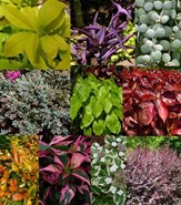 Plants by Foliage Color