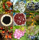 Plants by Fruit Color