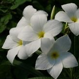 White Flowers or Flower Parts