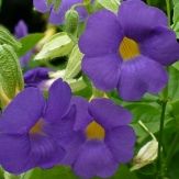 Purple Flowers or Flower Parts