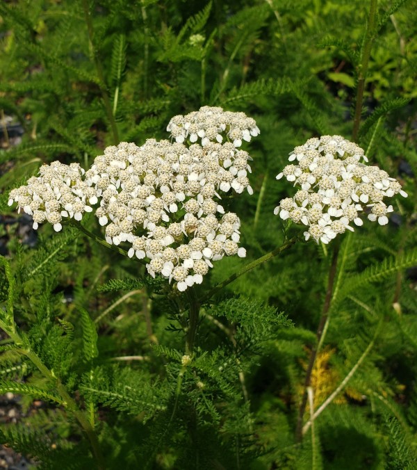 Common White Yarrow, Milfoil, Soldier's Woundweed, Woundwort