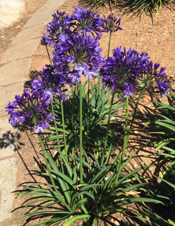 Buccaneer™ Agapanthus, Lily of the Nile (Two-toned Blue-Purple, Repeat Flowering)