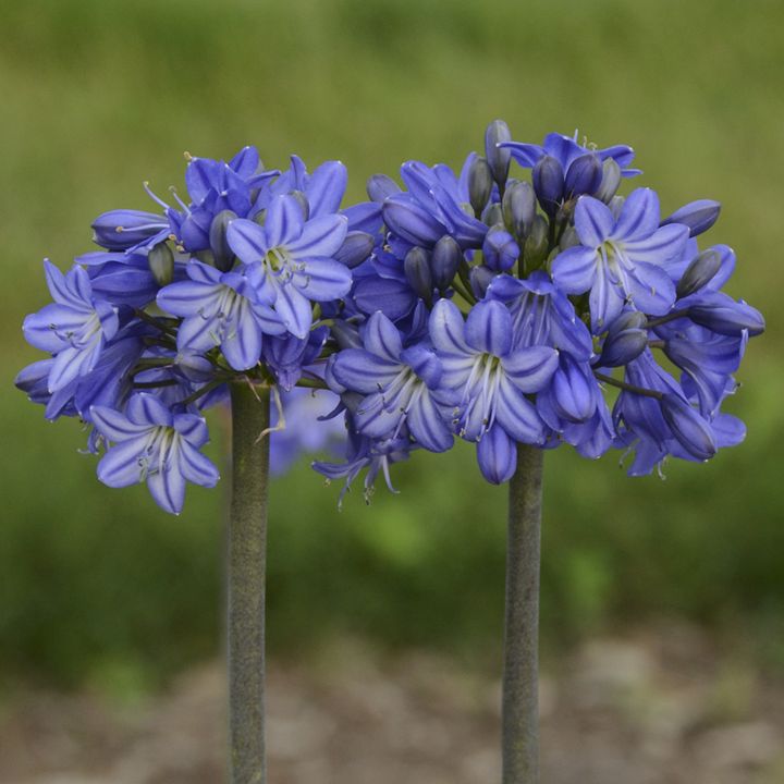 Galaxy Blue Agapanthus, Lily of the Nile (Blue, Repeat Flowering, Cold Hardy)