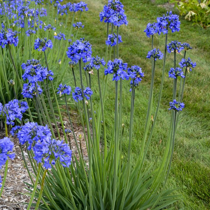 Galaxy Blue Agapanthus, Lily of the Nile