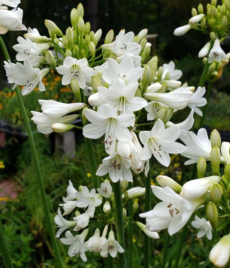 Galaxy White Agapanthus, Lily of the Nile (White, Cold Hardy)