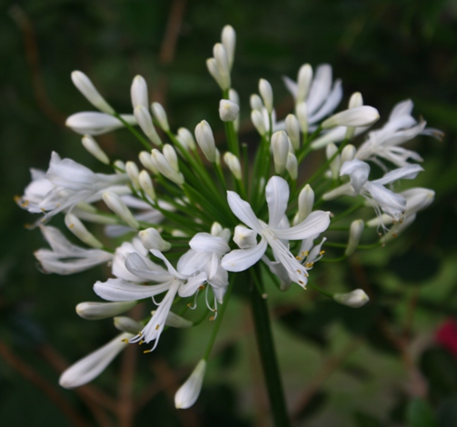 10 Orientalis White Beautiful Garden Flowers Hardy WHITE AGAPANTHUS SEEDS 
