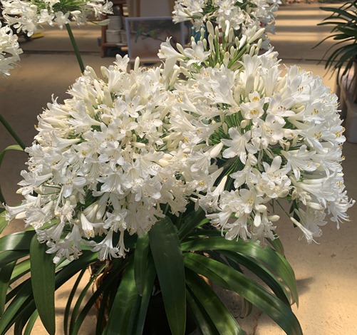Ice Angel™ Lily of the Nile, Agapanthus (White, Repeat Flowering)