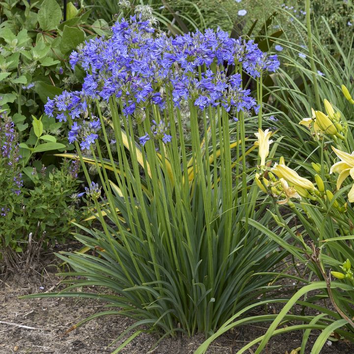 Little Galaxy Agapanthus, Lily of the Nile (Blue, Dwarf, Cold Hardy, Repeat Flowering)
