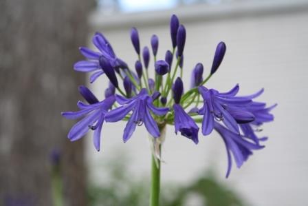 Storm Cloud Lily of the Nile, Agapanthus (Dark Purple, Cold Hardy)