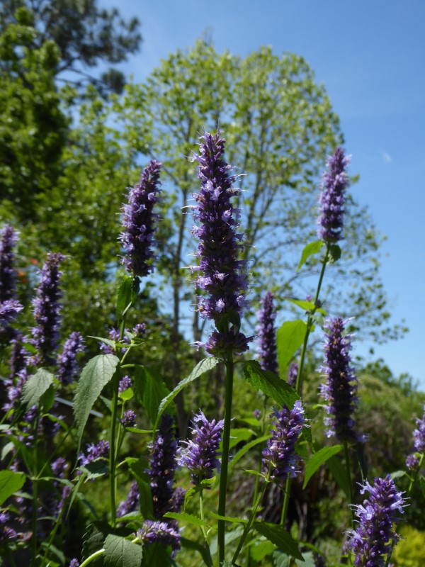 Black Adder Agastache, Giant Hyssop - Hummingbird Plants - Almost Eden