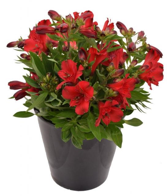 Inca Bandit™ Alstroemeria, Peruvina Lily, Lily of the Incas, Parrot Lily