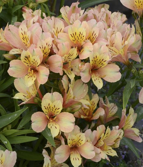 Inca Ice™ Alstroemeria, Peruvina Lily, Lily of the Incas, Parrot Lily
