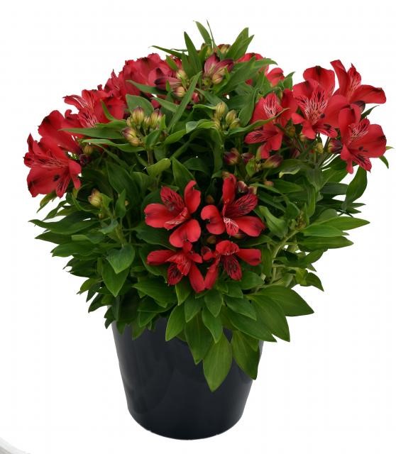 Inca Lolly™ Alstroemeria, Peruvina Lily, Lily of the Incas, Parrot Lily