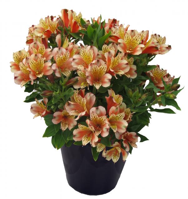 Inca Husky™ Alstroemeria, Peruvina Lily, Lily of the Incas, Parrot Lily