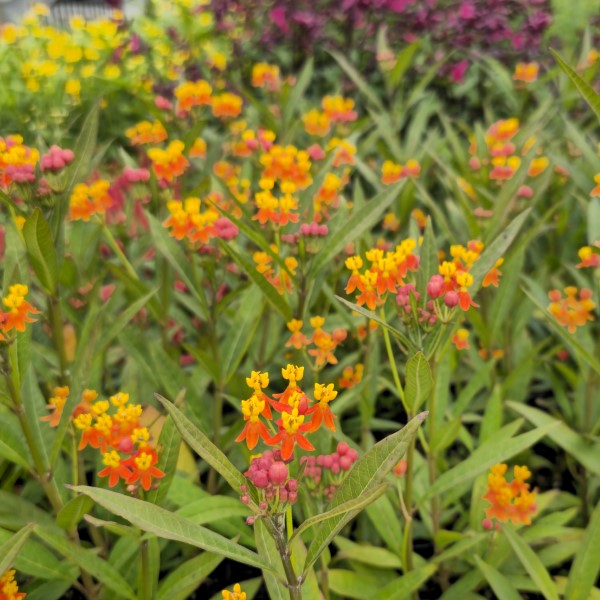 Mexican Butterfly Weed, Blood Flower, Indian Root, Swallow-wort
